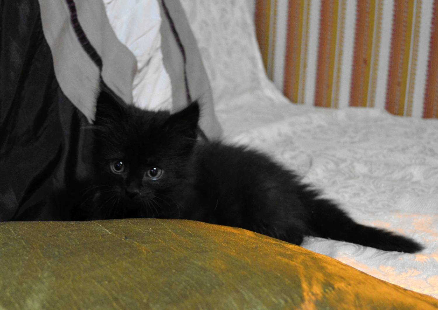 Черный котенок 1 месяц