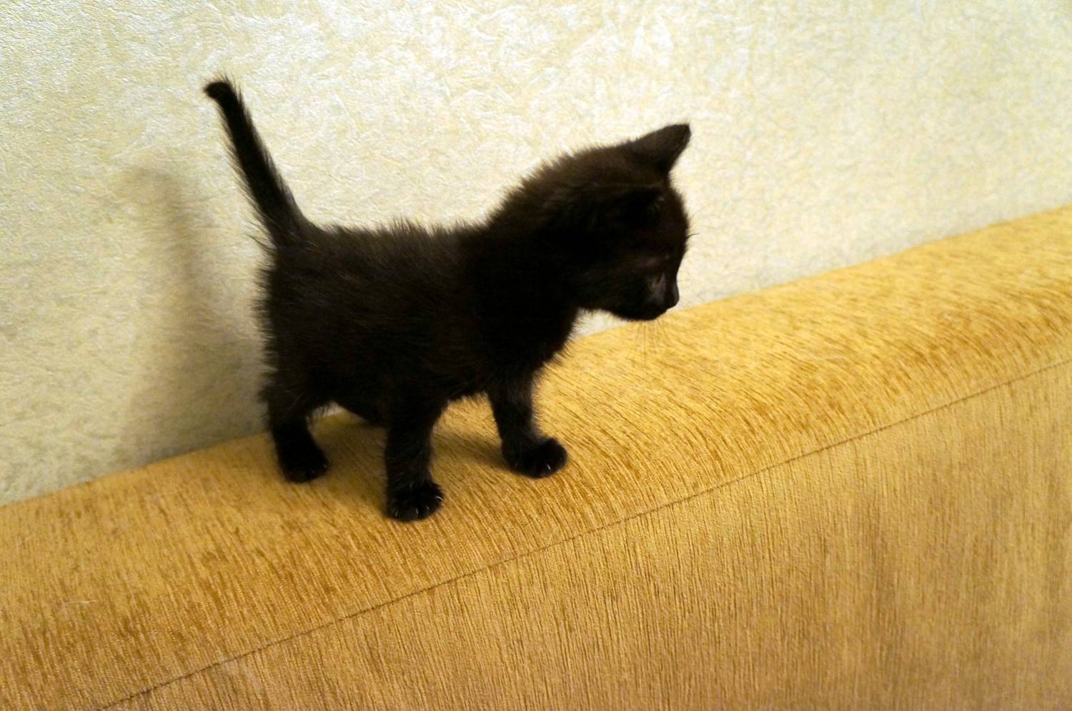 Слишком маленький котёнок чёрный